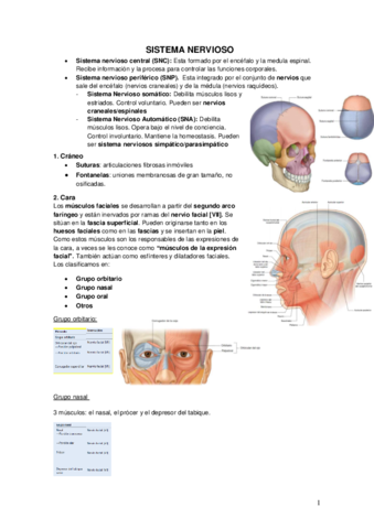 Tema 3 Sistema-nervioso