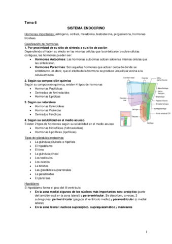 Tema 6 Sistema endocrino