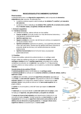 Tema 2 Miembro superior