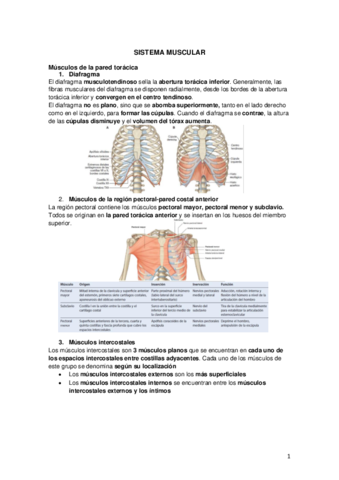 Tema 4 Sistema-muscular