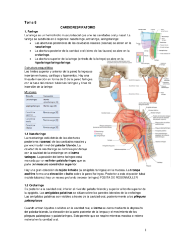 Tema 8 Cardiorrespiratorio