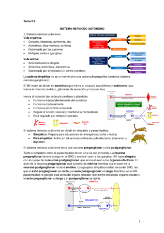 Tema 2.3 Sistema nervioso autonomo