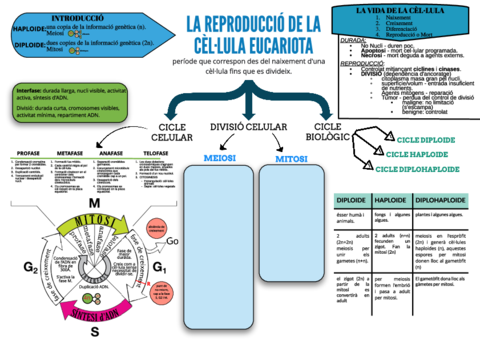 U7.Cicle Cel·lular.pdf
