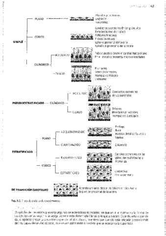 DIFERENCIACION-CELULAS-EPITELIALES.pdf