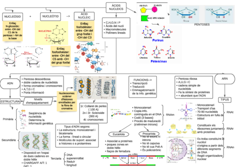 TEMA-5-ACIDS-NUCLEICS.pdf