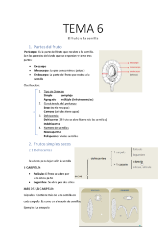TEMA-6-El-Fruto.pdf