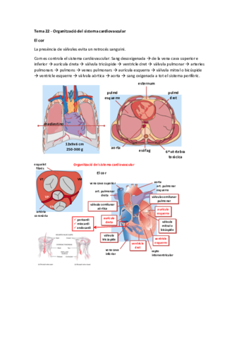 Tema 22 - Organització del sistema cardiovascular.pdf