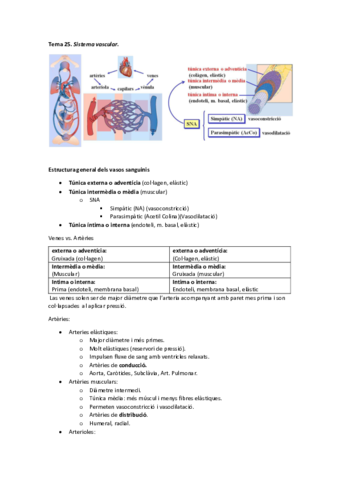 Tema 25 - Sistema vascular.pdf