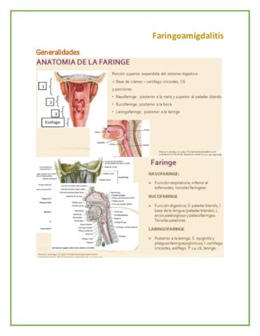 Faringoamigdalitis.pdf