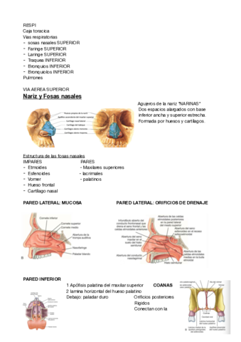 ANATO-RESPI.pdf