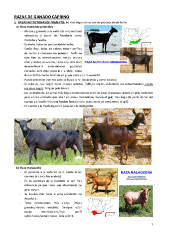 RAZA-DE-GANADO-CAPRINO-practica-1.pdf