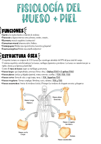 T4-Fisiologia-del-hueso--Piel.pdf