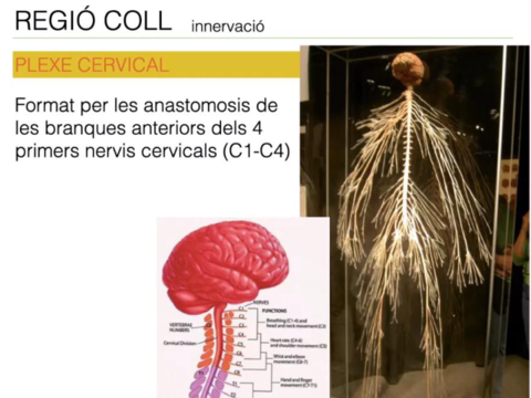 Diapositives-ALO-4.pdf