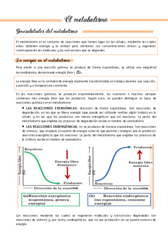 El-metabolismo.pdf