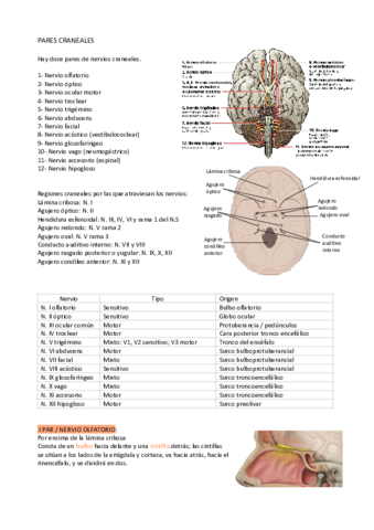 Pares-craneales.pdf