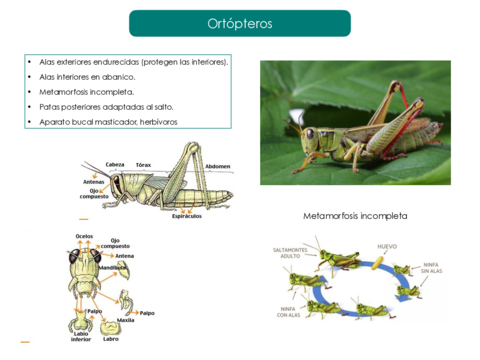 Ordenes-insectos.pdf