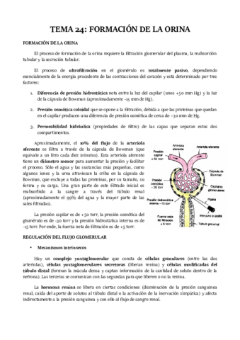 TEMA-24.pdf