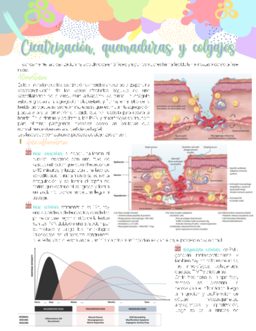 Cicatrizacion.pdf