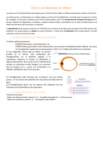 TEMA-11-METABOLISMO-DE-LIPIDOS.pdf