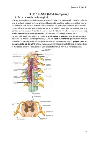 Medula-espinal.pdf