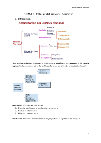 Celulas-del-Sistema-Nervioso.pdf