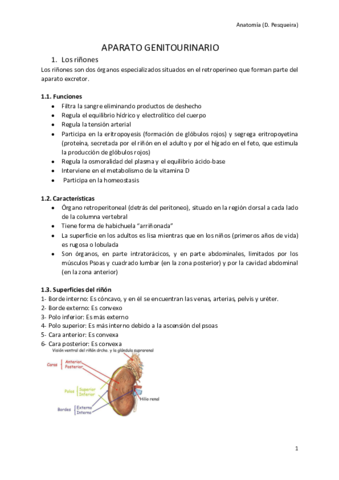 Aparato-genitourinario.pdf