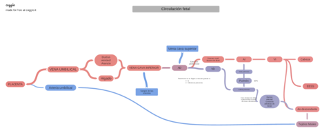 Circulacinfetal-2020-05-11-154736.pdf