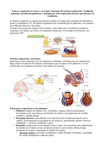 Tema-4-respiratorio.pdf