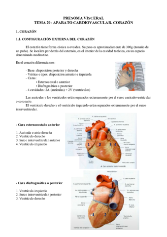 Visceras.pdf