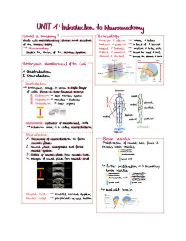 Unit-1-neuroanatomy.pdf