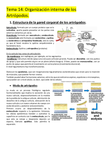 Tema-14-Artropodos.pdf