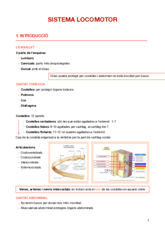 Sistema-Locomotor.pdf