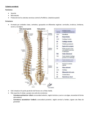 esqueleto-tronco-y-columna-vertebral-T4.pdf