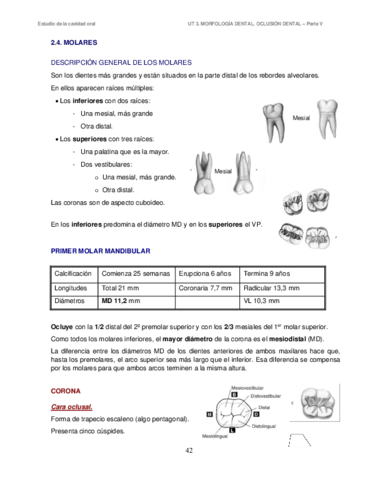 UT-3-Morfologia-y-oclusion-dental-V-Molares-Apuntes.pdf