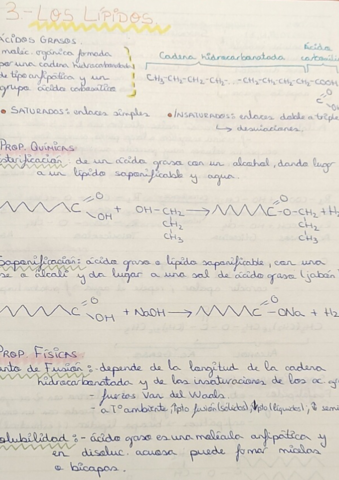 3-Los-lipidos.pdf