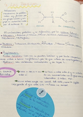 4-Las-proteinas.pdf