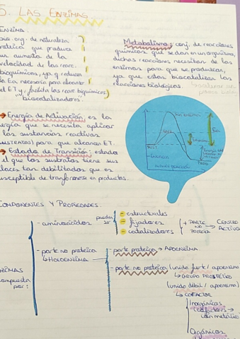 5-Las-enzimas.pdf