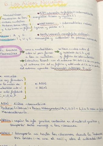 6-Los-acidos-nucleicos-.pdf