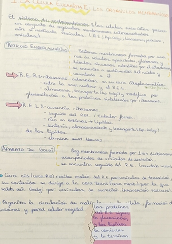 9-La-celula-euc-los-organulos-memb.pdf