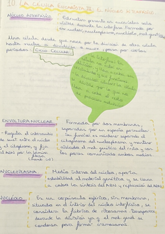 10-La-celula-euc-nucleo-interfasico.pdf