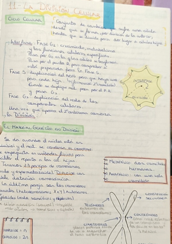 11-La-division-celular.pdf