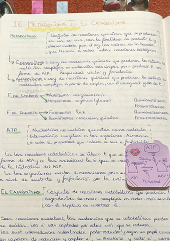 16-Metabolismo-I-Catabolismo.pdf