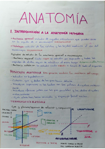 Tema-1-Anatomia.pdf