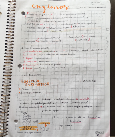 ENZIMAS.pdf