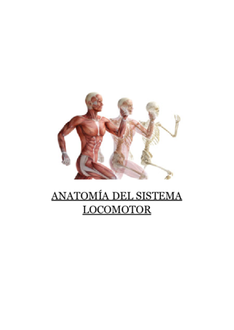 Anatomia-del-sistema-locomotor.pdf