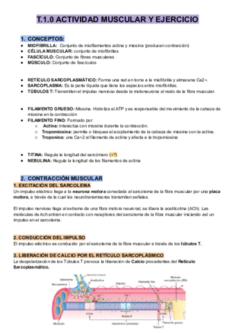 T.1 ACTIVIDAD MUSCULAR