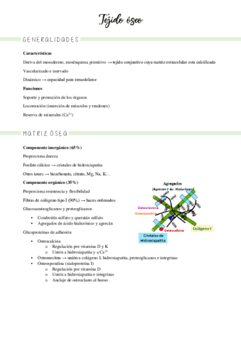 13-15-tejido-oseo.pdf