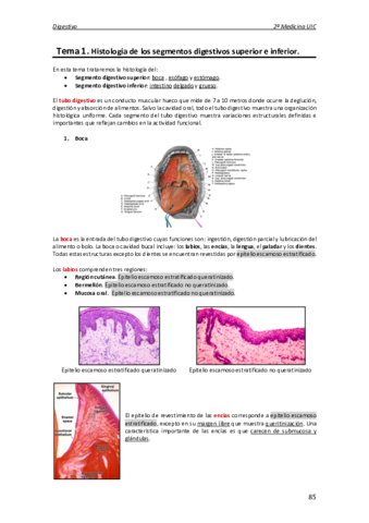 Histologia-digestivo.pdf