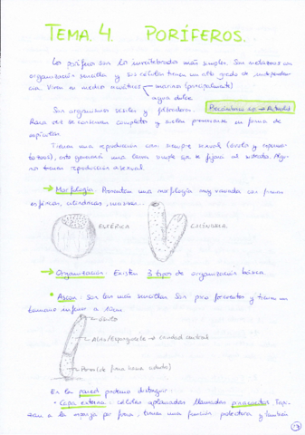 Tema 4 Poríferos.pdf