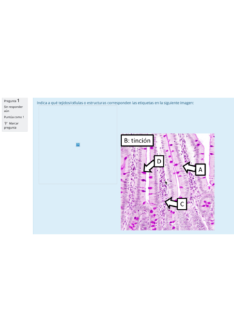 examen-final-practicas-histo-2020.pdf